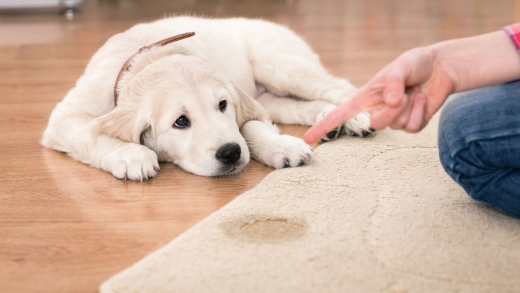 how to remove dog pee stains and odors