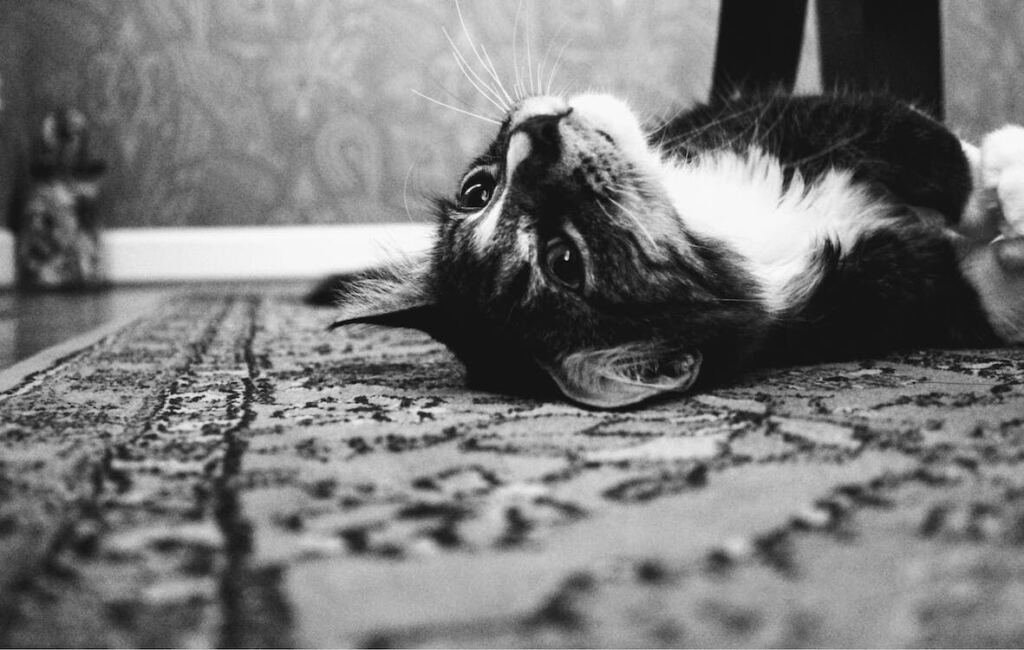A cat upside down lying on a wool rug