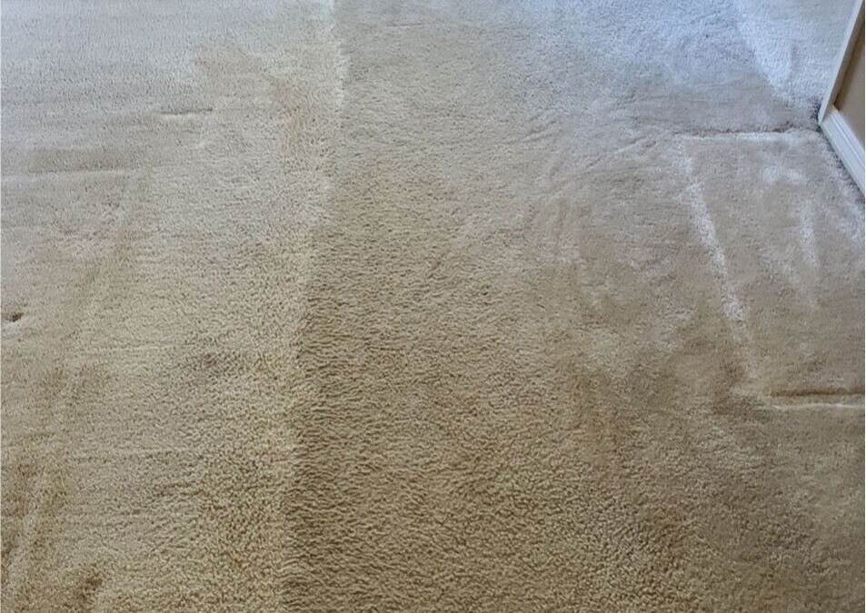 Clearwater’s Cleaning Companion: Expert Tips for Carpet Steam Cleaning
