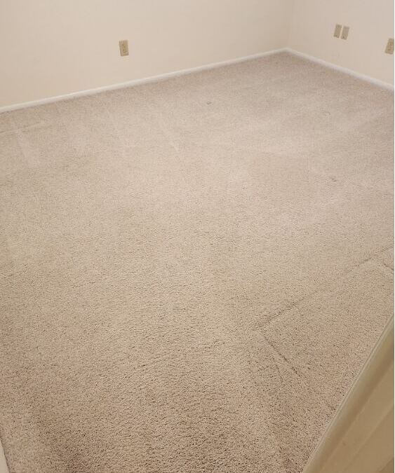 How to Hire Commercial Carpet Cleaning Experts in Palm Harbor