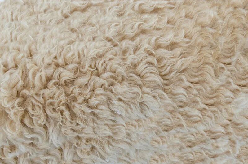 Close-up view of a soft, curly beige wool texture, resembling a sheepskin or wool rug.