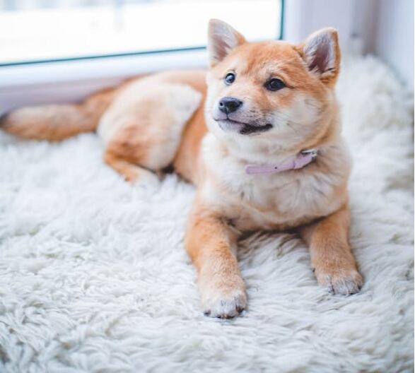A cute Shiba Inu puppy lying on a soft rug near a window.