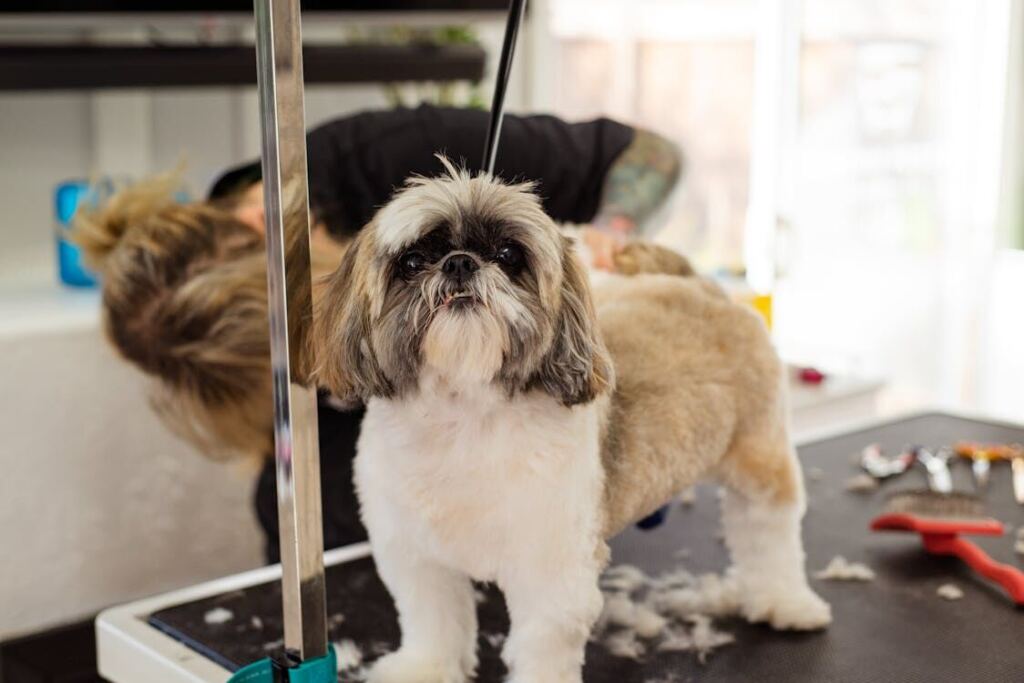 The image shows a dog, being groomed at a professional grooming table with fur around it. 