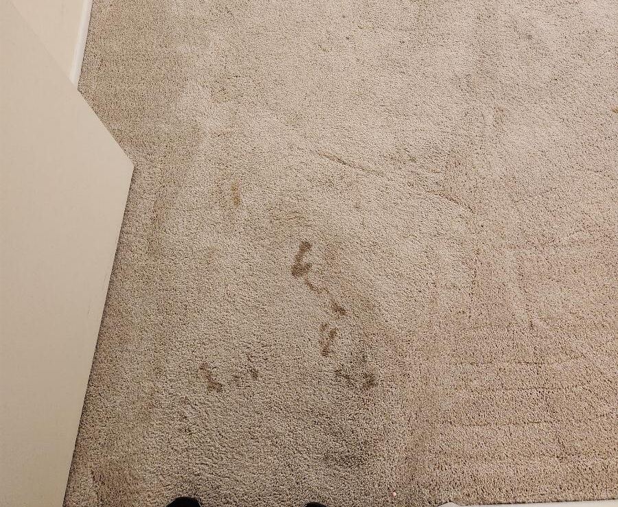 A light colored carpet with small stains being visible