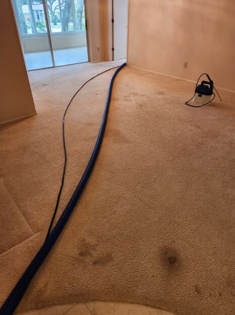 A carpet in need of professional cleaning.