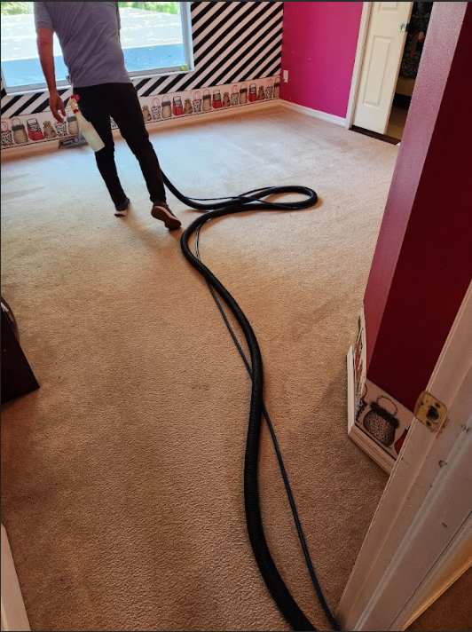 Carpet being cleaned using steam extraction equipment