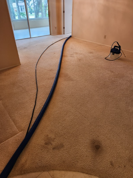 Carpet stain removal in process. 