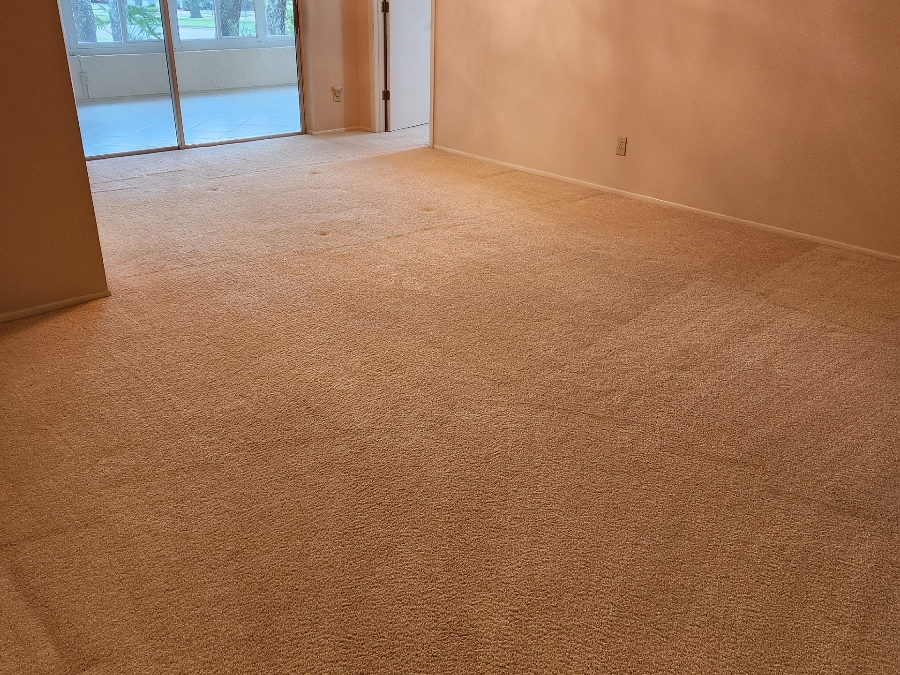 Carpet Cleaning in New Port Richey: What Homeowners Should Know