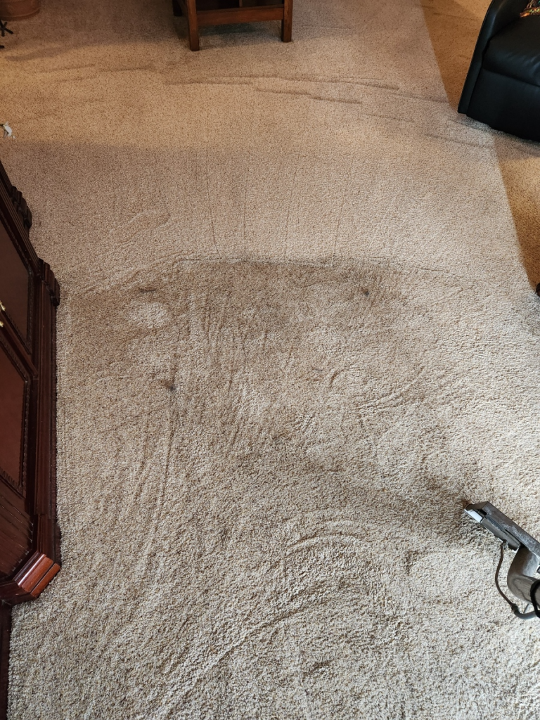 a dirty carpet with stains being cleaned with a vacuum 