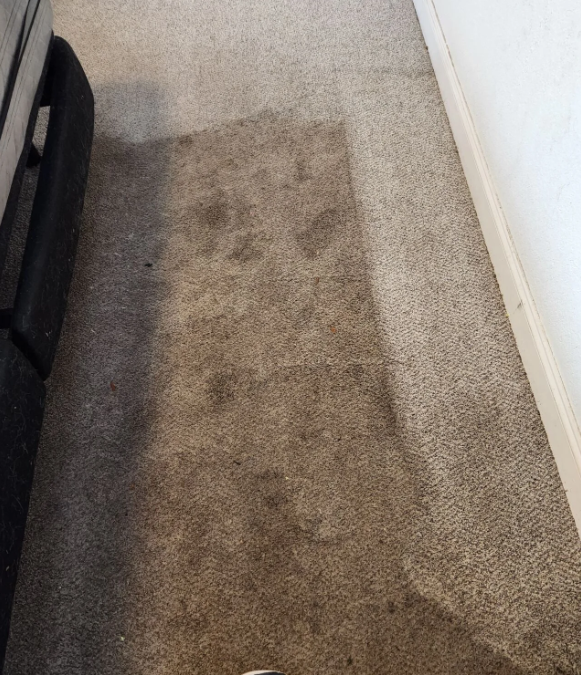 Traffic Lanes, Stains, and Odors: Why Carpets Need More Than Vacuuming