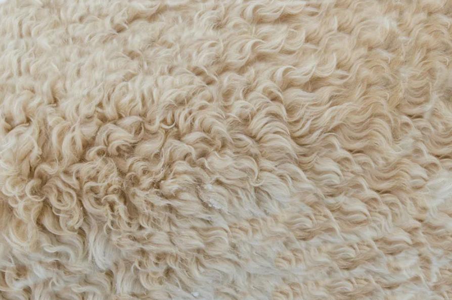 close-up of soft wool rug fibers