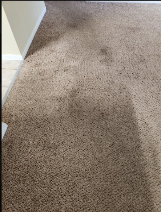 carpet after professional cleaning