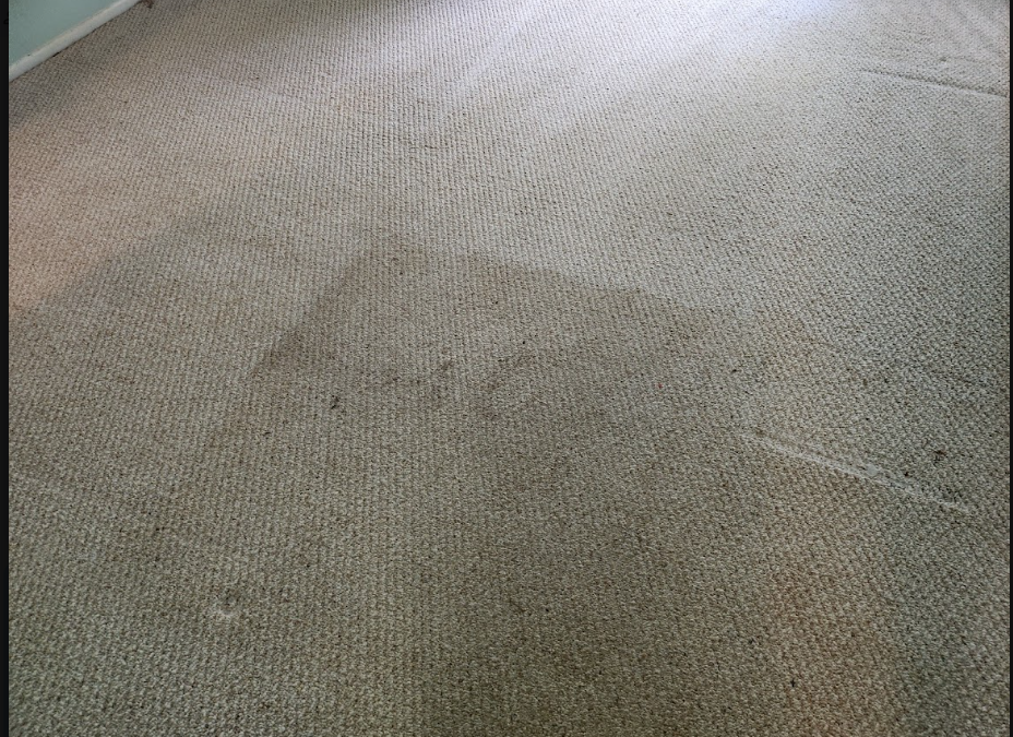 What Eco-Friendly Means in Professional Carpet Cleaning