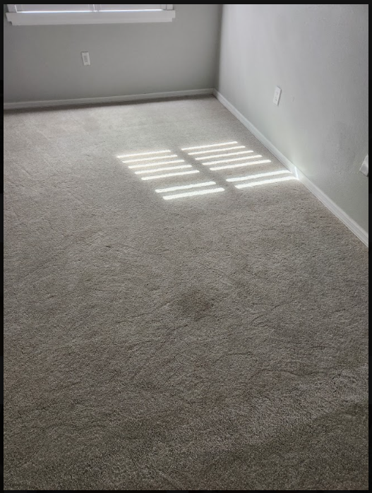 carpet after professional extraction