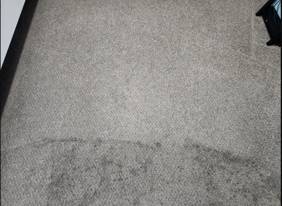Why Humid Climates Are Harder on Carpets
