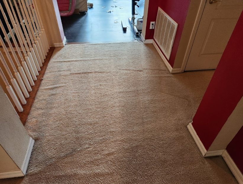 Carpet steam cleaning in Trinity in process.