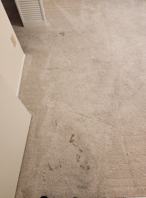 Carpet cleaning in process by Steambrite Cleaning Services