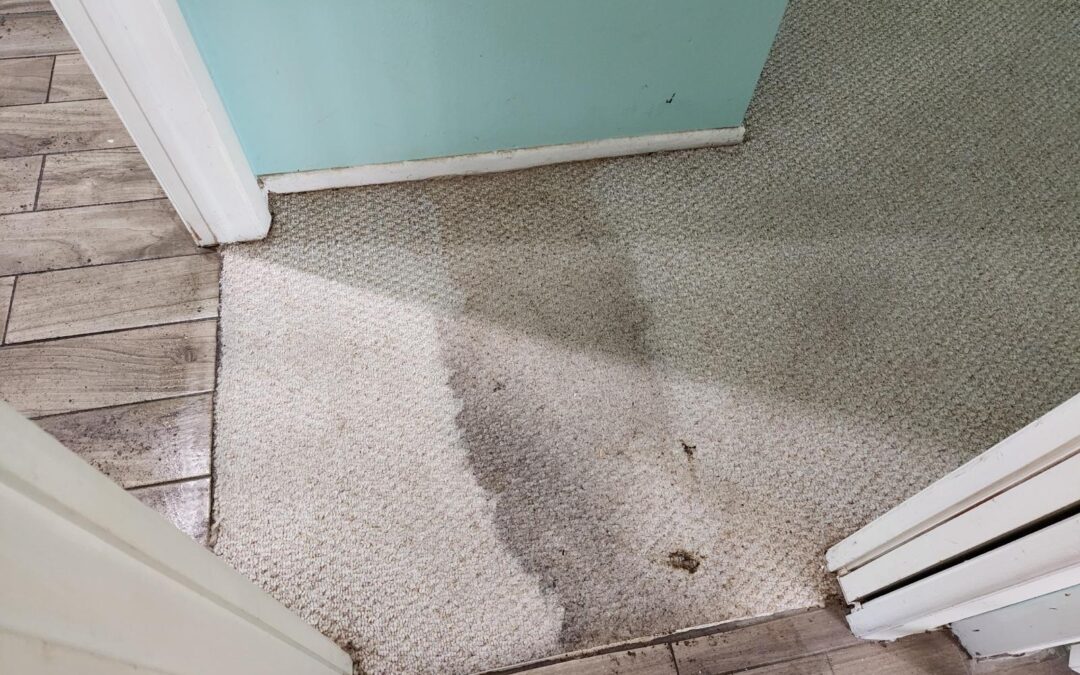 Professional Carpet and Floor Cleaning for Homes in Oldsmar