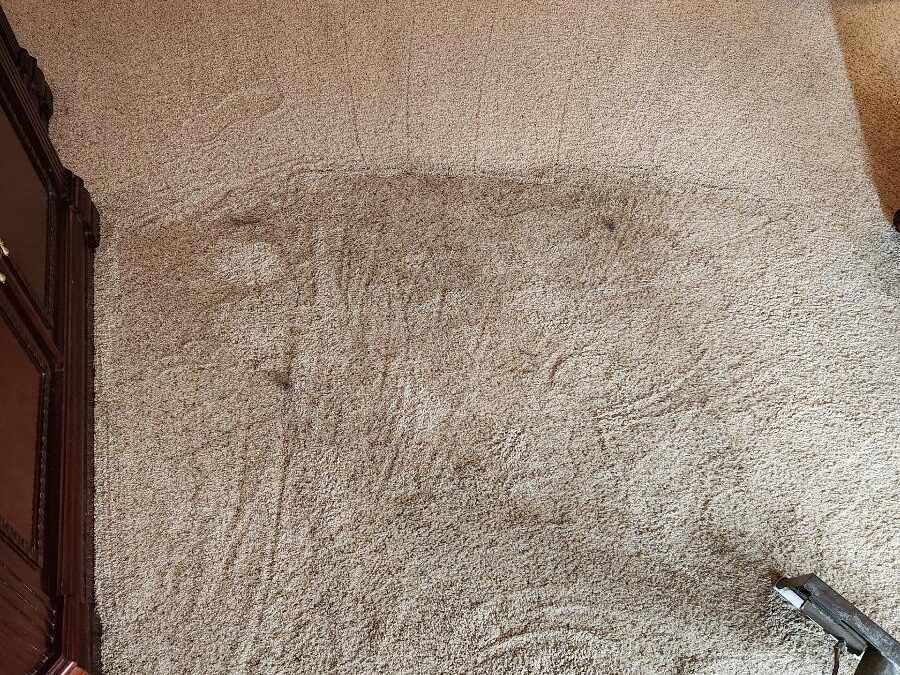 Carpet Cleaning After Spills, Stains, and Everyday Wear