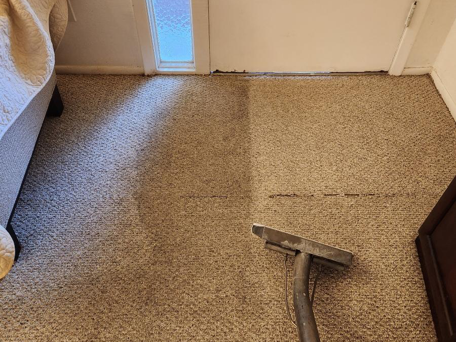 Pet Stains, Odors, and Carpet Damage: How Professional Cleaning Helps Restore Your Home