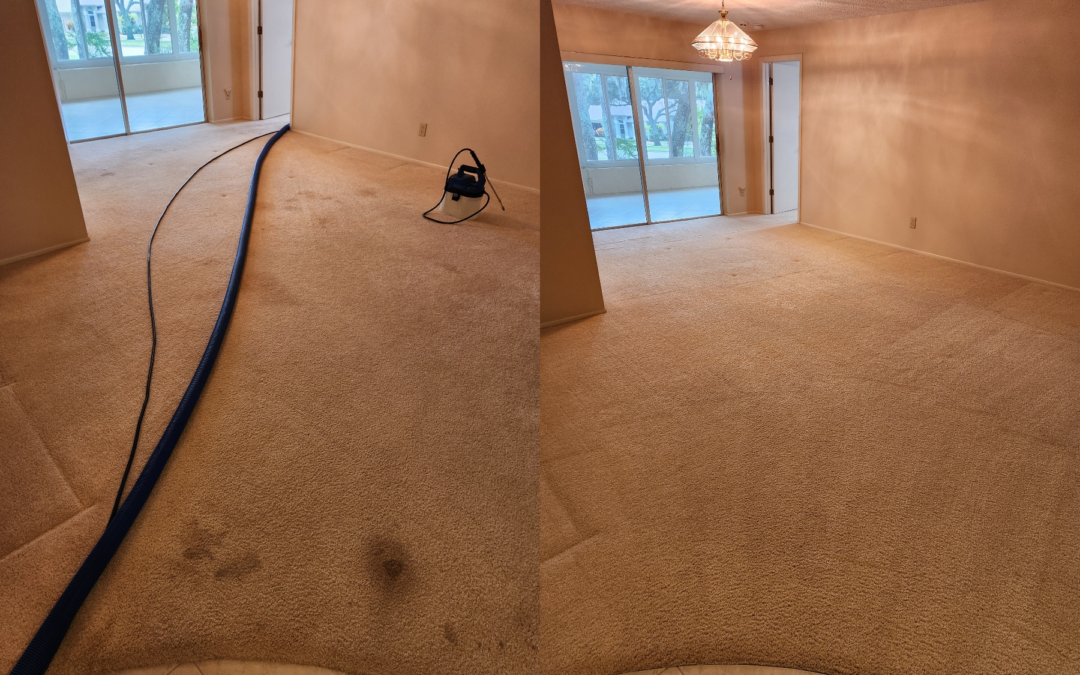 How Often Should You Schedule Carpet Steam Cleaning in Florida Homes?