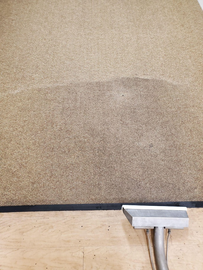 A person vacuuming a carpet